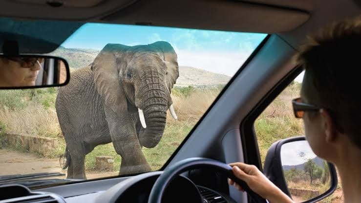Self drive safaris